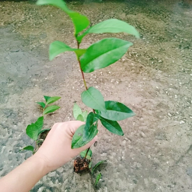 Cây Trà Xanh tươi - Dùng pha trà, làm bánh, tăng sức khỏe, chỉ 18.000₫