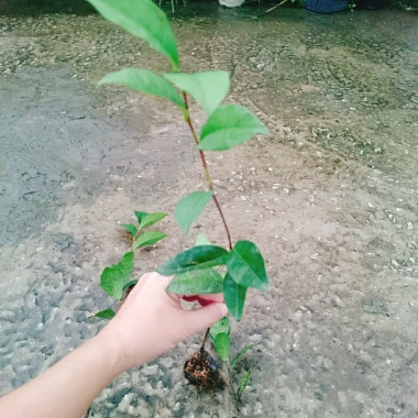 Cây Trà Xanh tươi - Dùng pha trà, làm bánh, tăng sức khỏe, chỉ 18.000₫