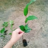 Cây Trà Xanh tươi - Dùng pha trà, làm bánh, tăng sức khỏe, chỉ 18.000₫ 8