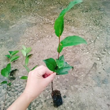 Cây Trà Xanh tươi - Dùng pha trà, làm bánh, tăng sức khỏe, chỉ 18.000₫ 8 Cây Trà Xanh tươi - Dùng pha trà, làm bánh, tăng sức khỏe, chỉ 18.000₫ 8