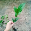 Cây Trà Xanh tươi - Dùng pha trà, làm bánh, tăng sức khỏe, chỉ 18.000₫ 9