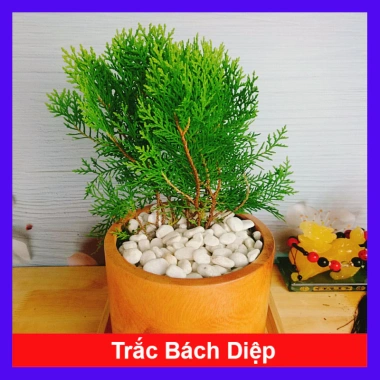 Cây Trắc Bách Diệp - Tặng Phân Bón, Giảm Giá Đặc Biệt 45.000₫, Cây Mau Lớn Cây Trắc Bách Diệp - Tặng Phân Bón, Giảm Giá Đặc Biệt 45.000₫, Cây Mau Lớn