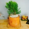 Cây Trắc Bách Diệp - Tặng Phân Bón, Giảm Giá Đặc Biệt 45.000₫, Cây Mau Lớn 3