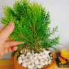 Cây Trắc Bách Diệp - Tặng Phân Bón, Giảm Giá Đặc Biệt 45.000₫, Cây Mau Lớn 4