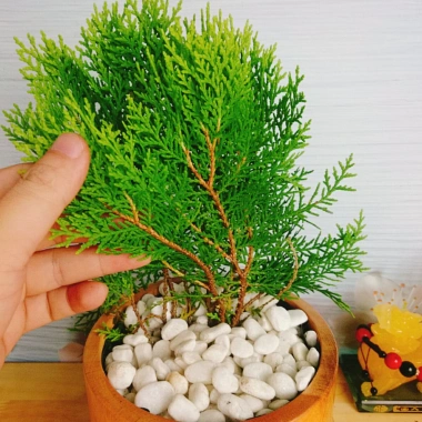 Cây Trắc Bách Diệp - Tặng Phân Bón, Giảm Giá Đặc Biệt 45.000₫, Cây Mau Lớn 4 Cây Trắc Bách Diệp - Tặng Phân Bón, Giảm Giá Đặc Biệt 45.000₫, Cây Mau Lớn 4