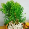 Cây Trắc Bách Diệp - Tặng Phân Bón, Giảm Giá Đặc Biệt 45.000₫, Cây Mau Lớn 5