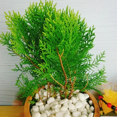 Cây Trắc Bách Diệp - Tặng Phân Bón, Giảm Giá Đặc Biệt 45.000₫, Cây Mau Lớn 5 Cây Trắc Bách Diệp - Tặng Phân Bón, Giảm Giá Đặc Biệt 45.000₫, Cây Mau Lớn 5