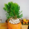 Cây Trắc Bách Diệp - Tặng Phân Bón, Giảm Giá Đặc Biệt 45.000₫, Cây Mau Lớn 6