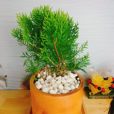 Cây Trắc Bách Diệp - Tặng Phân Bón, Giảm Giá Đặc Biệt 45.000₫, Cây Mau Lớn 6 Cây Trắc Bách Diệp - Tặng Phân Bón, Giảm Giá Đặc Biệt 45.000₫, Cây Mau Lớn 6