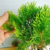 Cây Trắc Bách Diệp - Tặng Phân Bón, Giảm Giá Đặc Biệt 45.000₫, Cây Mau Lớn 7