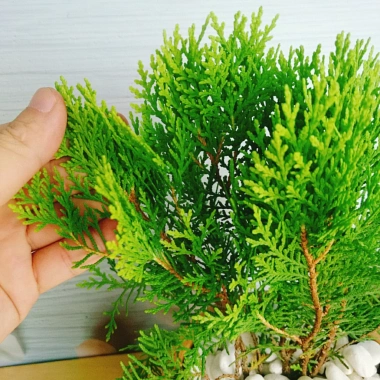 Cây Trắc Bách Diệp - Tặng Phân Bón, Giảm Giá Đặc Biệt 45.000₫, Cây Mau Lớn 7 Cây Trắc Bách Diệp - Tặng Phân Bón, Giảm Giá Đặc Biệt 45.000₫, Cây Mau Lớn 7