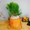 Cây Trắc Bách Diệp - Tặng Phân Bón, Giảm Giá Đặc Biệt 45.000₫, Cây Mau Lớn 9