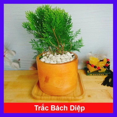 Cây Trắc Bách Diệp - Tặng Phân Bón, Giảm Giá Đặc Biệt 45.000₫, Cây Mau Lớn 10 Cây Trắc Bách Diệp - Tặng Phân Bón, Giảm Giá Đặc Biệt 45.000₫, Cây Mau Lớn 10