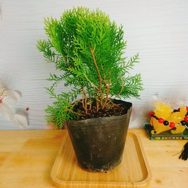 Cây Trắc Bách Diệp - Tặng Phân Bón, Giảm Giá Đặc Biệt 45.000₫, Cây Mau Lớn 11 Cây Trắc Bách Diệp - Tặng Phân Bón, Giảm Giá Đặc Biệt 45.000₫, Cây Mau Lớn 11