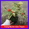 Cây Trang Mỹ Đỏ Cẩm Thạch lớn - Chậu cây cảnh sân vườn & nội thất, giảm còn 86k