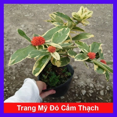 Cây Trang Mỹ Đỏ Cẩm Thạch lớn - Chậu cây cảnh sân vườn & nội thất, giảm còn 86k