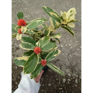 Cây Trang Mỹ Đỏ Cẩm Thạch lớn - Chậu cây cảnh sân vườn & nội thất, giảm còn 86k