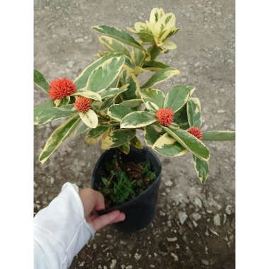 Cây Trang Mỹ Đỏ Cẩm Thạch lớn - Chậu cây cảnh sân vườn & nội thất, giảm còn 86k