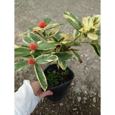 Cây Trang Mỹ Đỏ Cẩm Thạch lớn - Chậu cây cảnh sân vườn & nội thất, giảm còn 86k