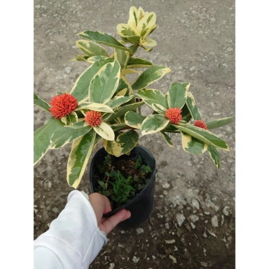 Cây Trang Mỹ Đỏ Cẩm Thạch lớn - Chậu cây cảnh sân vườn & nội thất, giảm còn 86k
