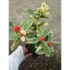 Cây Trang Mỹ Đỏ Cẩm Thạch lớn - Chậu cây cảnh sân vườn & nội thất, giảm còn 86k 6