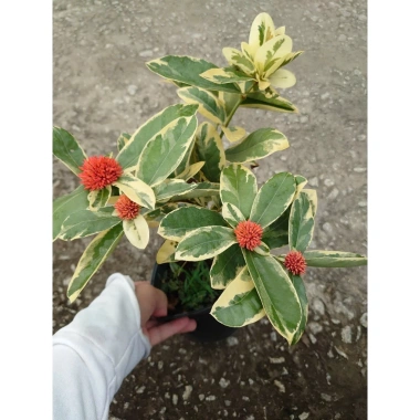 Cây Trang Mỹ Đỏ Cẩm Thạch lớn - Chậu cây cảnh sân vườn & nội thất, giảm còn 86k