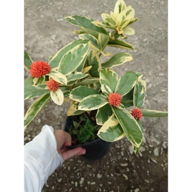 Cây Trang Mỹ Đỏ Cẩm Thạch lớn - Chậu cây cảnh sân vườn & nội thất, giảm còn 86k
