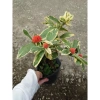 Cây Trang Mỹ Đỏ Cẩm Thạch lớn - Chậu cây cảnh sân vườn & nội thất, giảm còn 86k 8