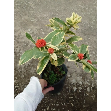 Cây Trang Mỹ Đỏ Cẩm Thạch lớn - Chậu cây cảnh sân vườn & nội thất, giảm còn 86k