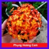 Cây trang phụng hoàng cam vàng rực, sinh thái, giảm giá 22% chỉ 55.000 đồng