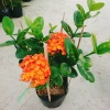Cây trang phụng hoàng cam vàng rực, sinh thái, giảm giá 22% chỉ 55.000 đồng 2