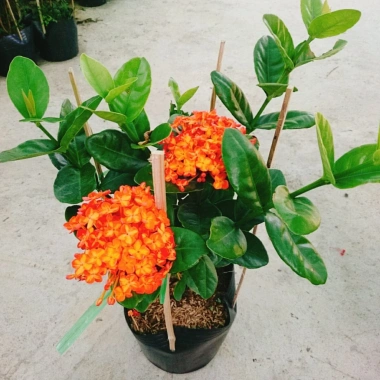 Cây trang phụng hoàng cam vàng rực, sinh thái, giảm giá 22% chỉ 55.000 đồng 2