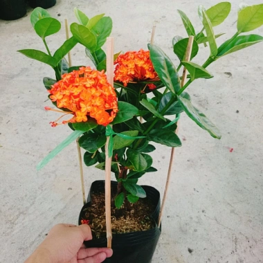 Cây trang phụng hoàng cam vàng rực, sinh thái, giảm giá 22% chỉ 55.000 đồng 3