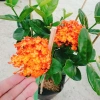 Cây trang phụng hoàng cam vàng rực, sinh thái, giảm giá 22% chỉ 55.000 đồng 4