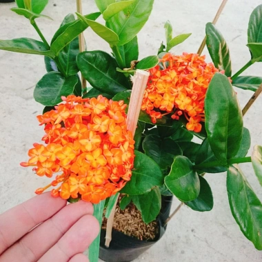 Cây trang phụng hoàng cam vàng rực, sinh thái, giảm giá 22% chỉ 55.000 đồng 4