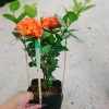 Cây trang phụng hoàng cam vàng rực, sinh thái, giảm giá 22% chỉ 55.000 đồng 6
