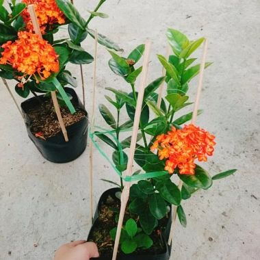Cây trang phụng hoàng cam vàng rực, sinh thái, giảm giá 22% chỉ 55.000 đồng 7