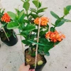Cây trang phụng hoàng cam vàng rực, sinh thái, giảm giá 22% chỉ 55.000 đồng 8