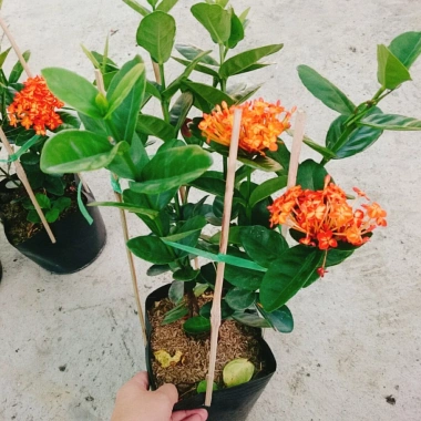 Cây trang phụng hoàng cam vàng rực, sinh thái, giảm giá 22% chỉ 55.000 đồng 8