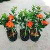 Cây trang phụng hoàng cam vàng rực, sinh thái, giảm giá 22% chỉ 55.000 đồng 9
