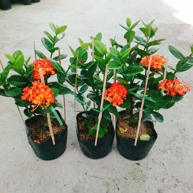 Cây trang phụng hoàng cam vàng rực, sinh thái, giảm giá 22% chỉ 55.000 đồng 9