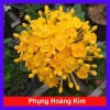 Cây Trang Phụng Hoàng Kim - Cây cảnh để bàn, giá 54.000 giảm còn 45.000, xanh tươi