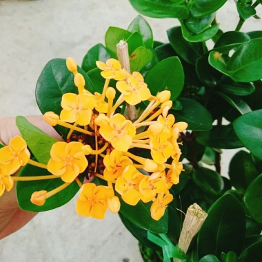 Cây Trang Phụng Hoàng Kim - Cây cảnh để bàn, giá 54.000 giảm còn 45.000, xanh tươi