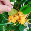 Cây Trang Phụng Hoàng Kim - Cây cảnh để bàn, giá 54.000 giảm còn 45.000, xanh tươi 3