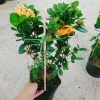 Cây Trang Phụng Hoàng Kim - Cây cảnh để bàn, giá 54.000 giảm còn 45.000, xanh tươi 4