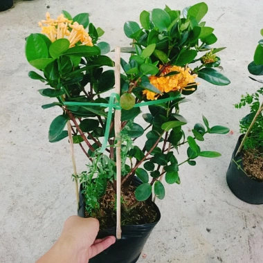 Cây Trang Phụng Hoàng Kim - Cây cảnh để bàn, giá 54.000 giảm còn 45.000, xanh tươi