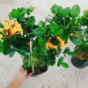 Cây Trang Phụng Hoàng Kim - Cây cảnh để bàn, giá 54.000 giảm còn 45.000, xanh tươi 5
