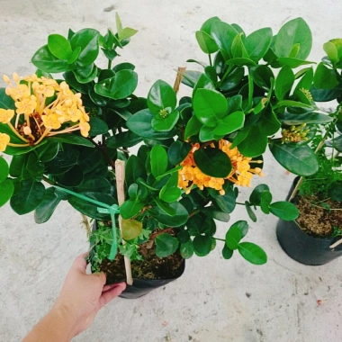 Cây Trang Phụng Hoàng Kim - Cây cảnh để bàn, giá 54.000 giảm còn 45.000, xanh tươi