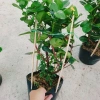 Cây Trang Phụng Hoàng Kim - Cây cảnh để bàn, giá 54.000 giảm còn 45.000, xanh tươi 6