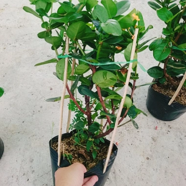 Cây Trang Phụng Hoàng Kim - Cây cảnh để bàn, giá 54.000 giảm còn 45.000, xanh tươi